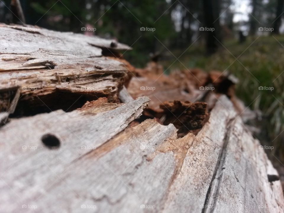 Closeup of a rotten log
