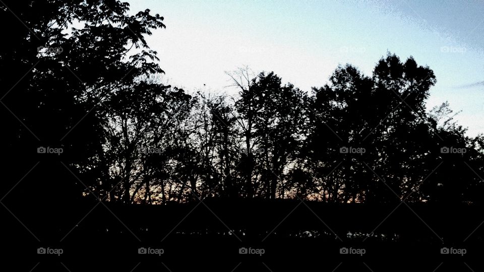 sunset through trees