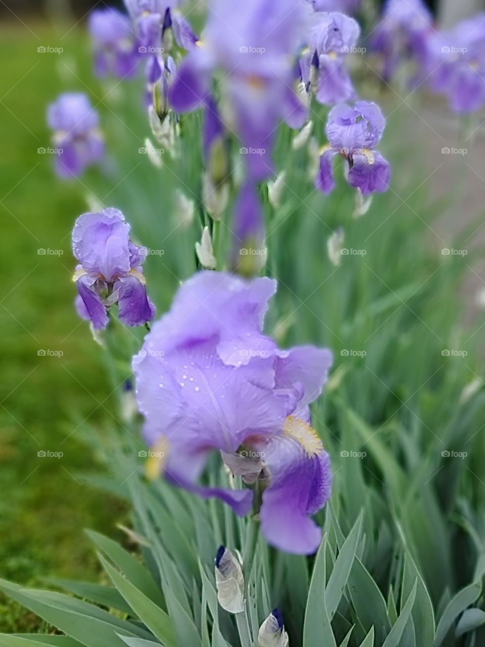 Field of Iri
Field of Iris'