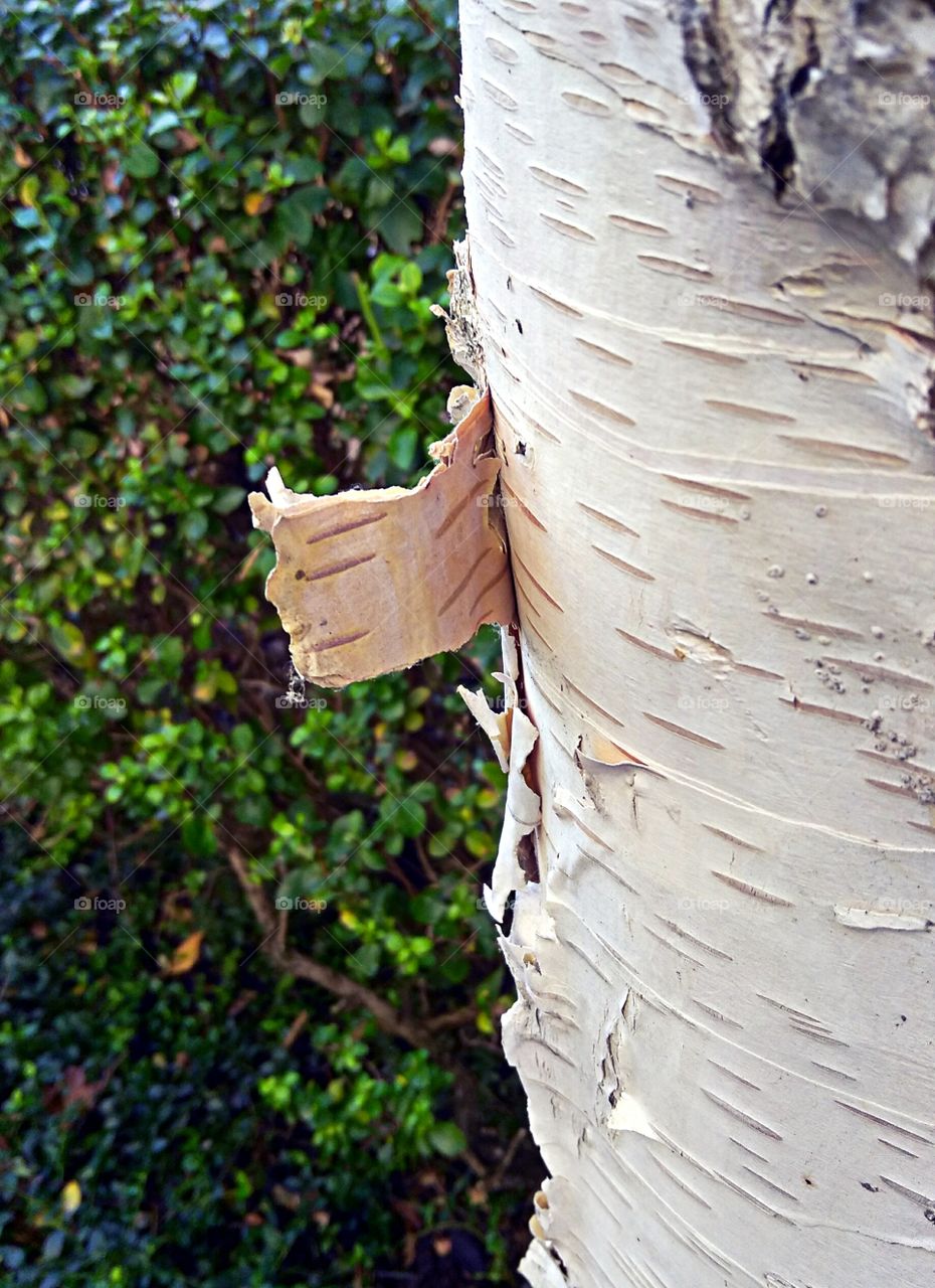 nature. Tree shedding. Folsom California tree