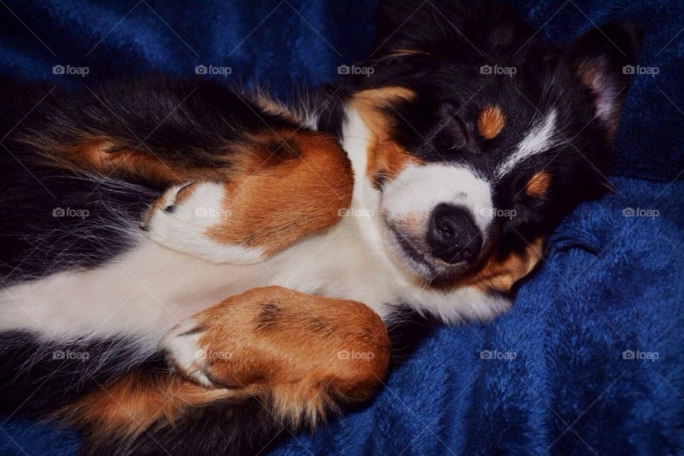 Australian Shepherd Puppy