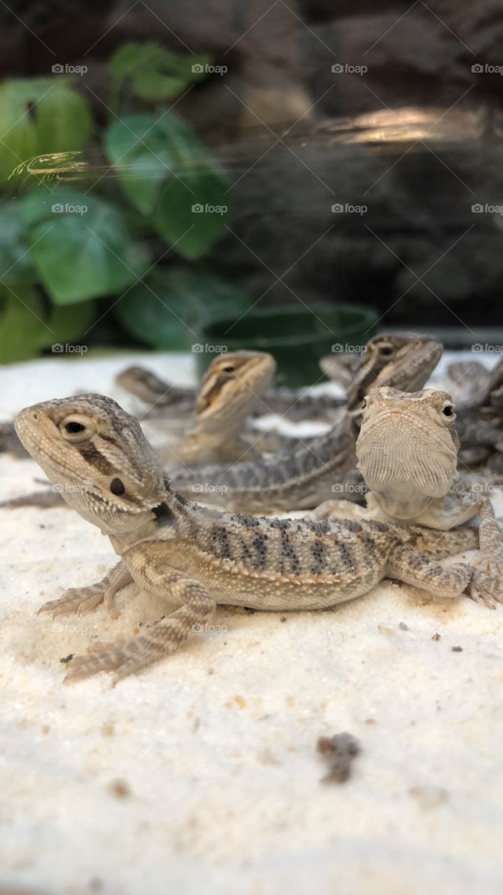 Bearded dragon school