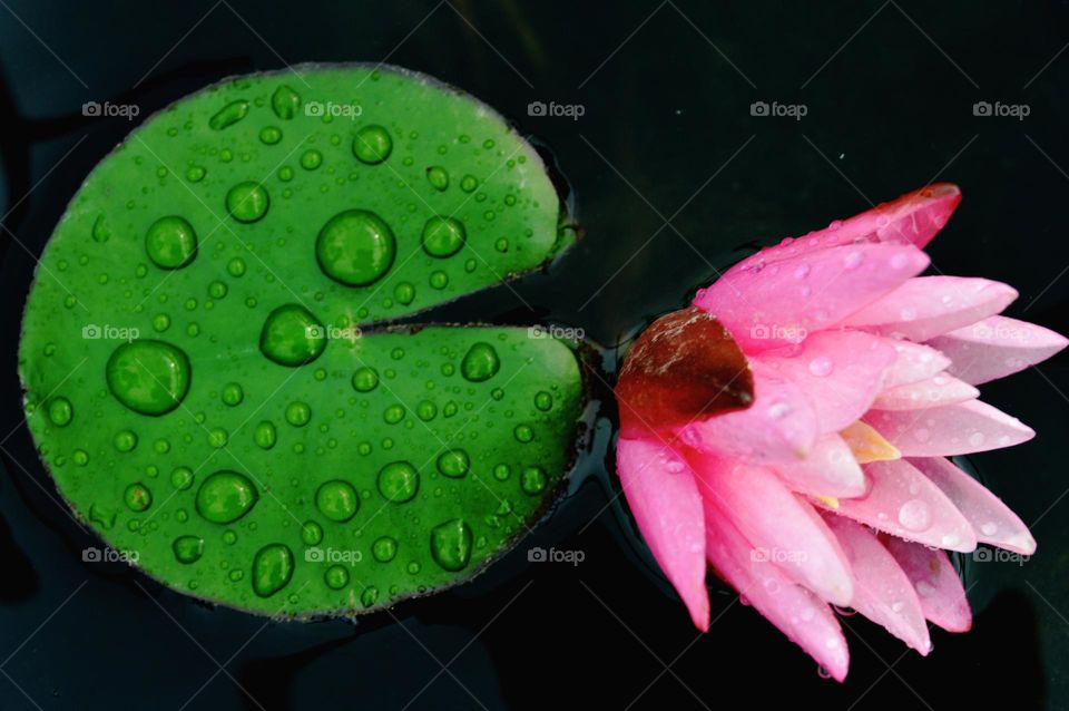lotus green pink
