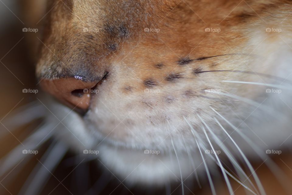 Bengal Cat Nose. Close-up view of my Bengal cat, George