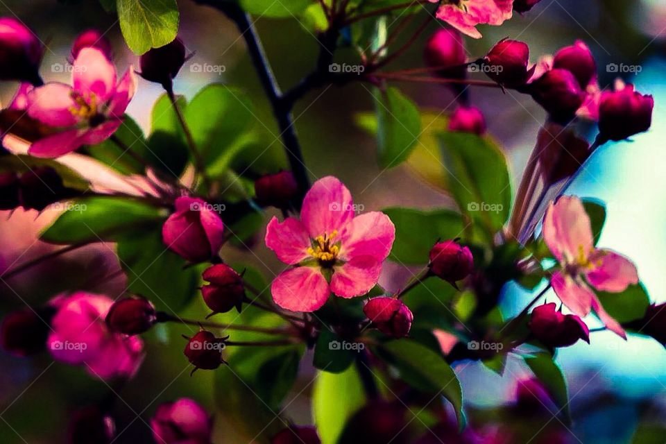 Crabapple 