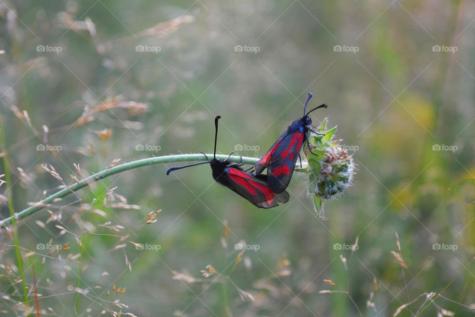 two butterflies beetle in the green grass summer time