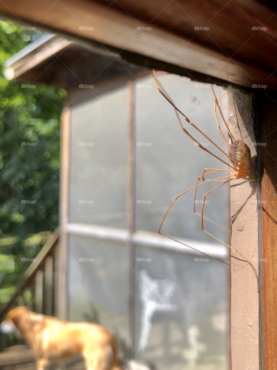 Window view of backyard includes closeup spider 