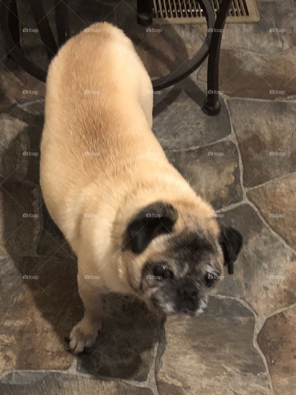 Wiley the pug