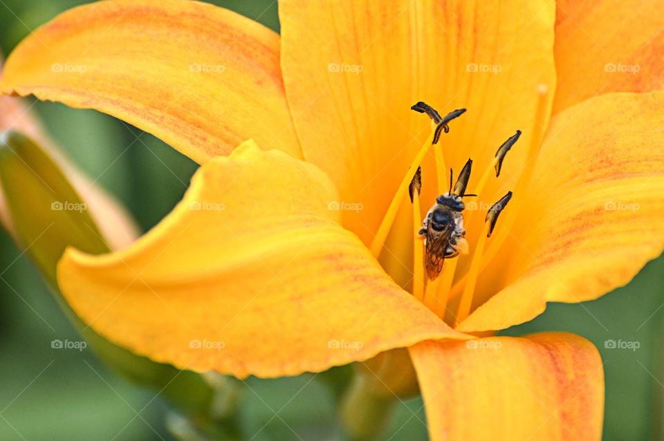 close up of a bee gathering nectar from the yellow flower. insect plant life