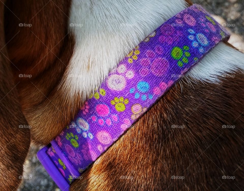 Clash of color from a purple dog collar with green pink and blue paw design