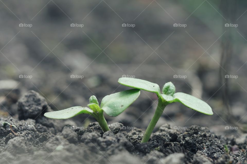 Close up of sunflower seedlings