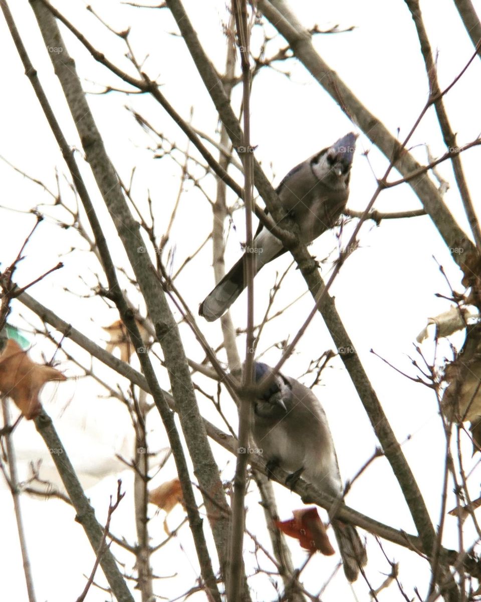 The wonderful world of birds. This pair is checking out an abandoned squirrel’s nest, high up in a tree. 