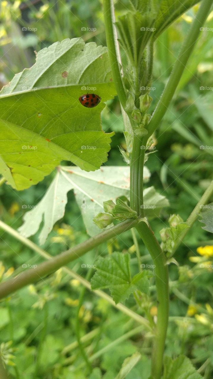 A ladybug on a leaf