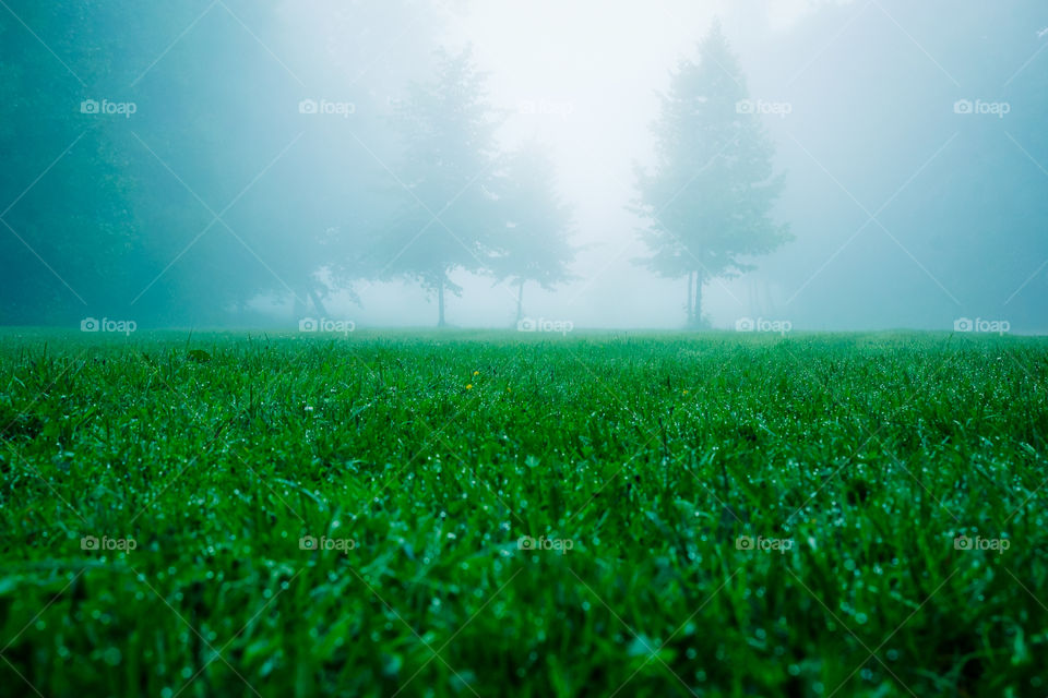 Fog and grass