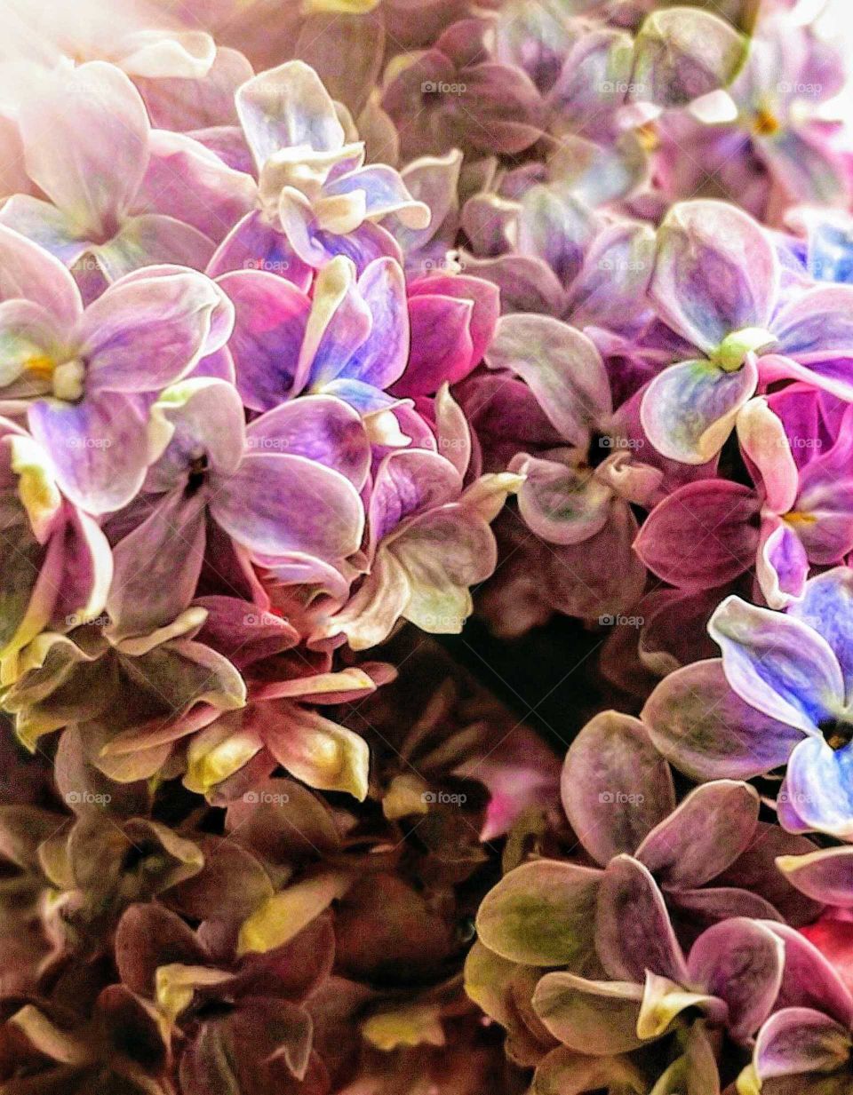 closeup of pink lilac flowers