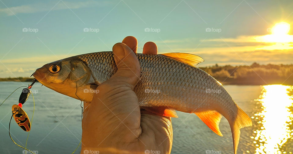 Earlier in the morning, the sun is rising, fishing on the river, luck, caught a fish, fishing was a success.