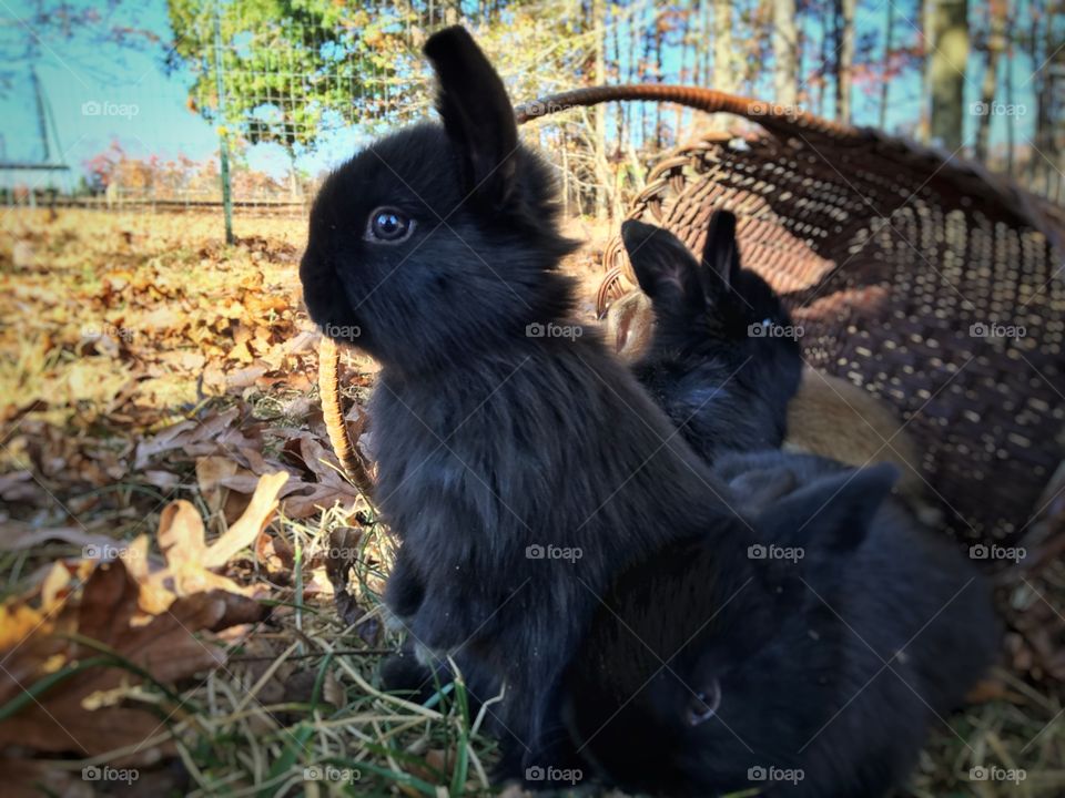 Black rabbit on grass