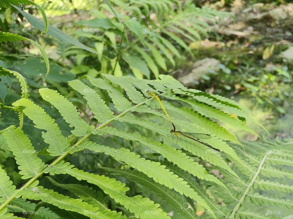 The mating of damselflies in Luye Township, Taitung County