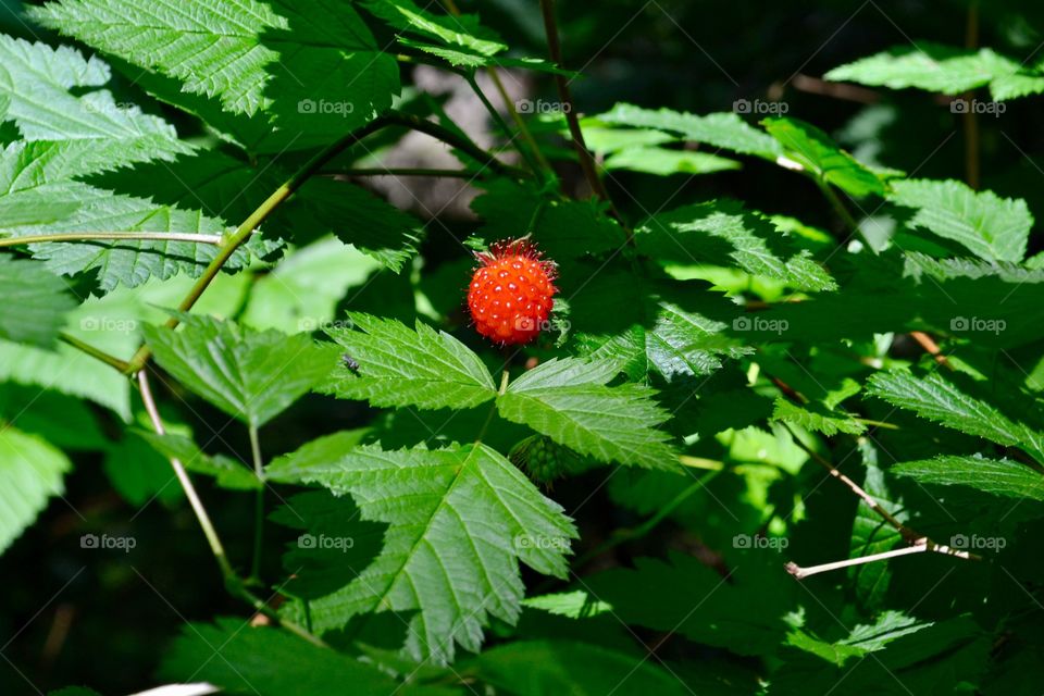 Wild unripened blackberries on the bush