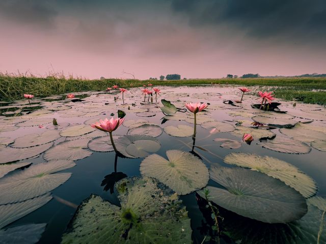 lotus