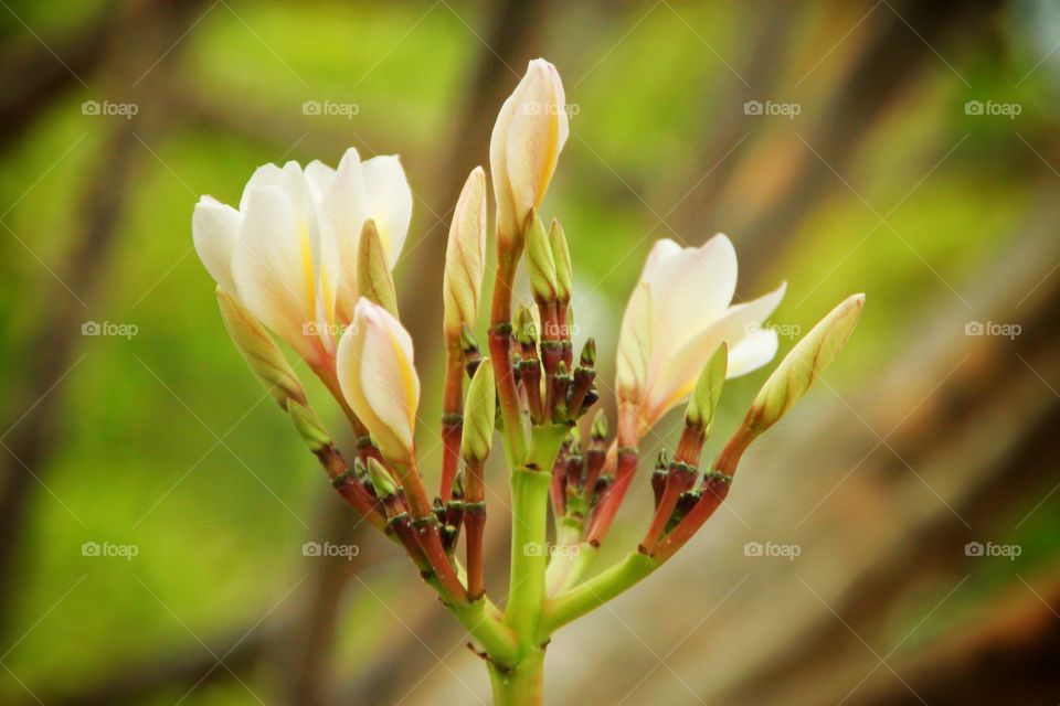 The bouquet is growing and preparing to bloom, showing the beauty in spring.  The tree provides fresh and fresh air. Flowers and flora.