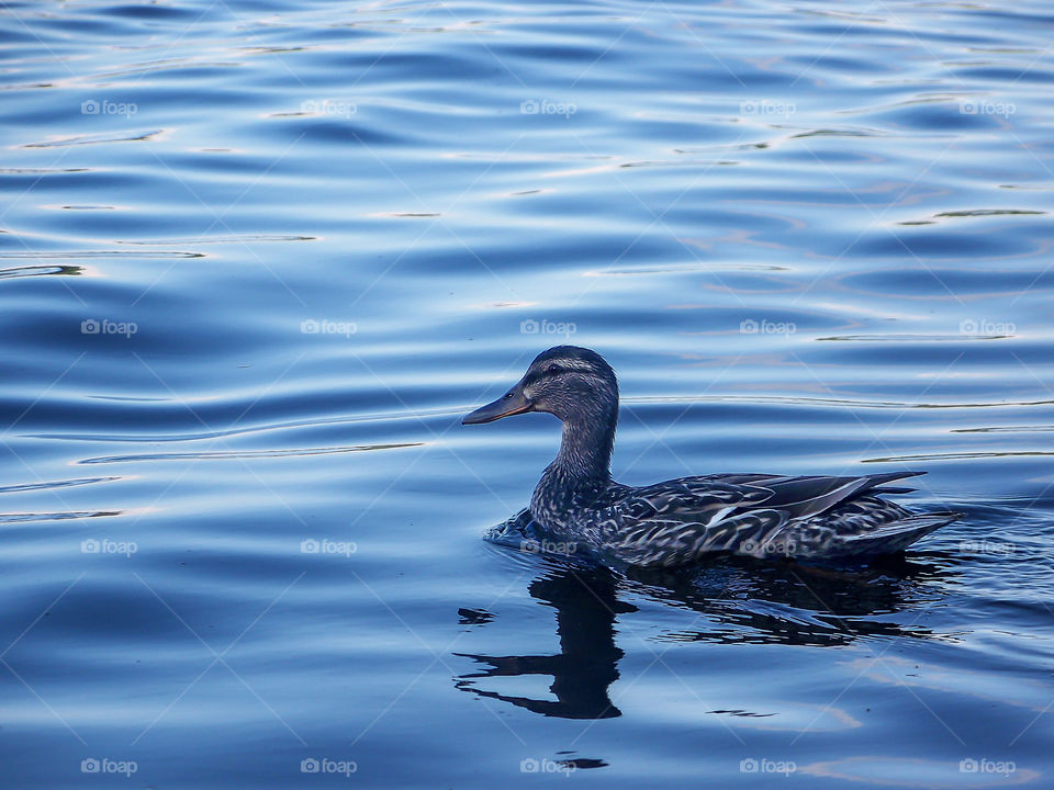 Duck on the Water