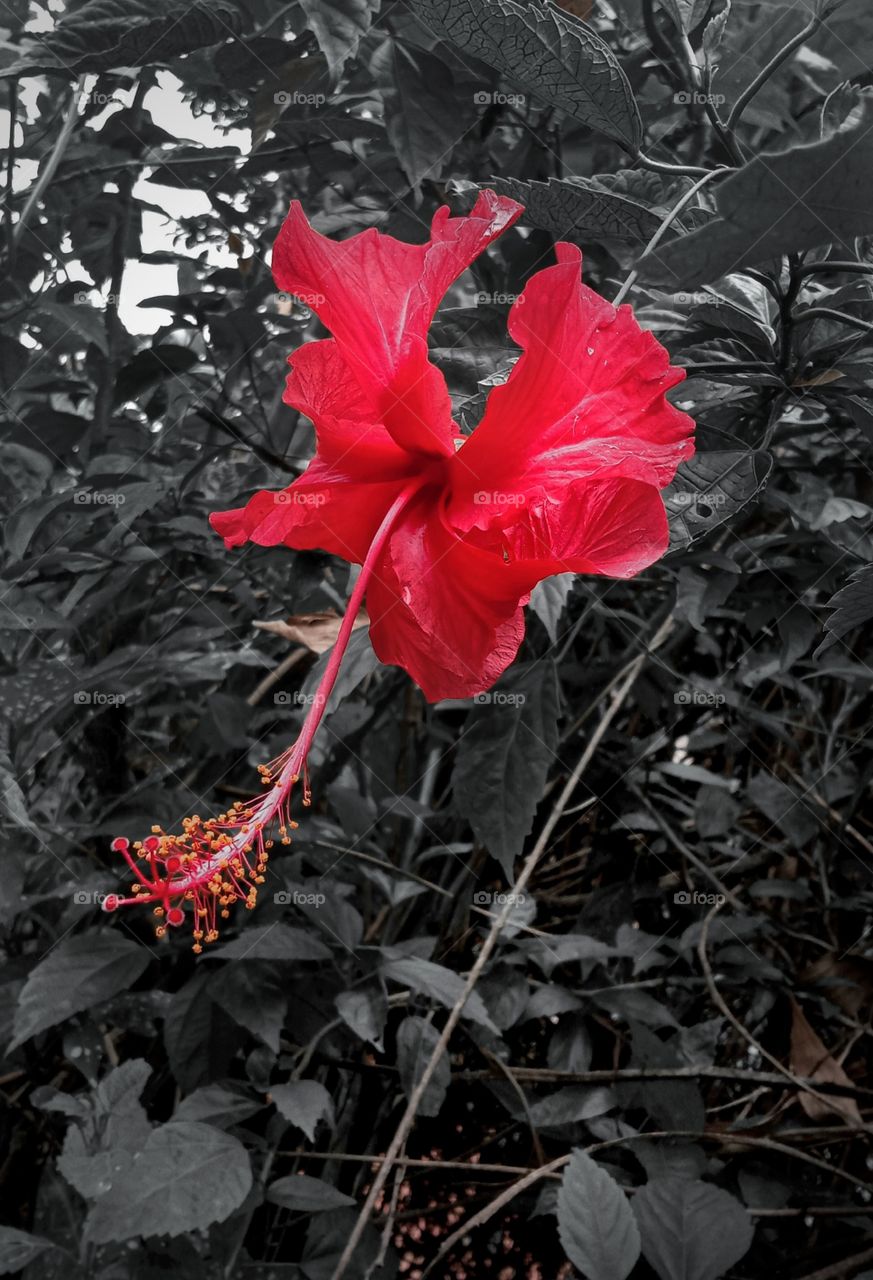 see here beautiful flower