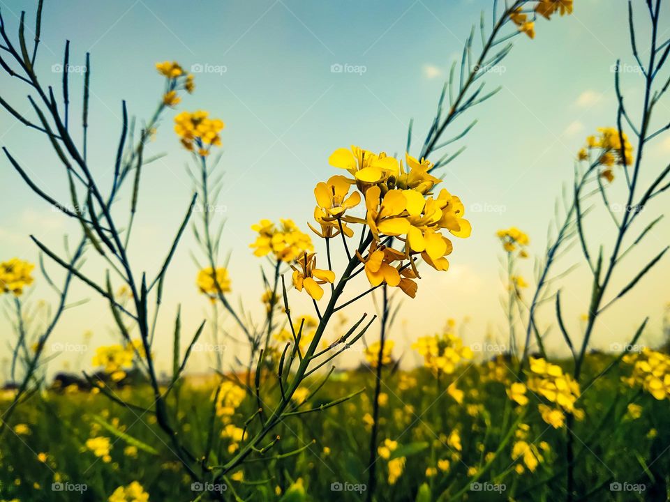 A beautiful mustard flower close up in the field