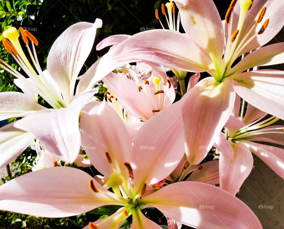 Beautiful lily's bloom in the bright sunlight