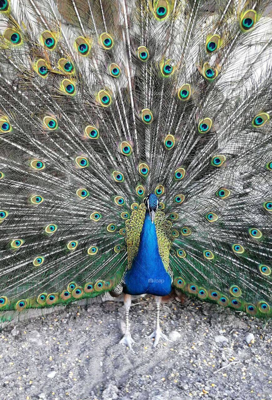 Mission Birds&Bees - Nature in Motion