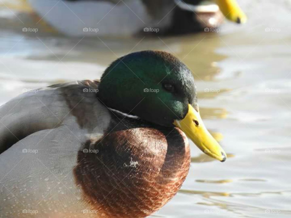 animal duck