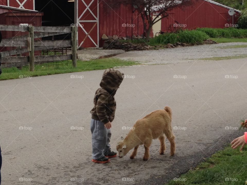 Toddler boy  with baby goat 