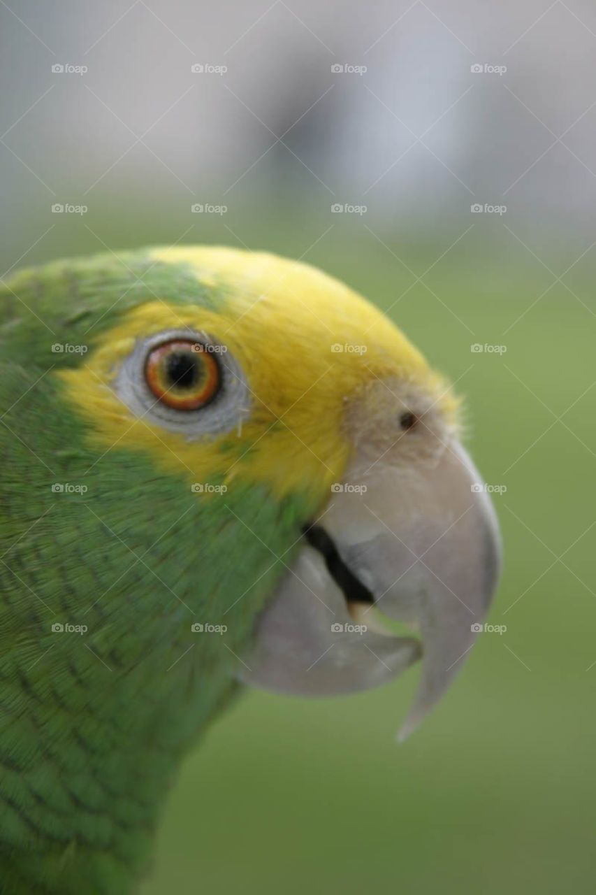 Amazon Parrot