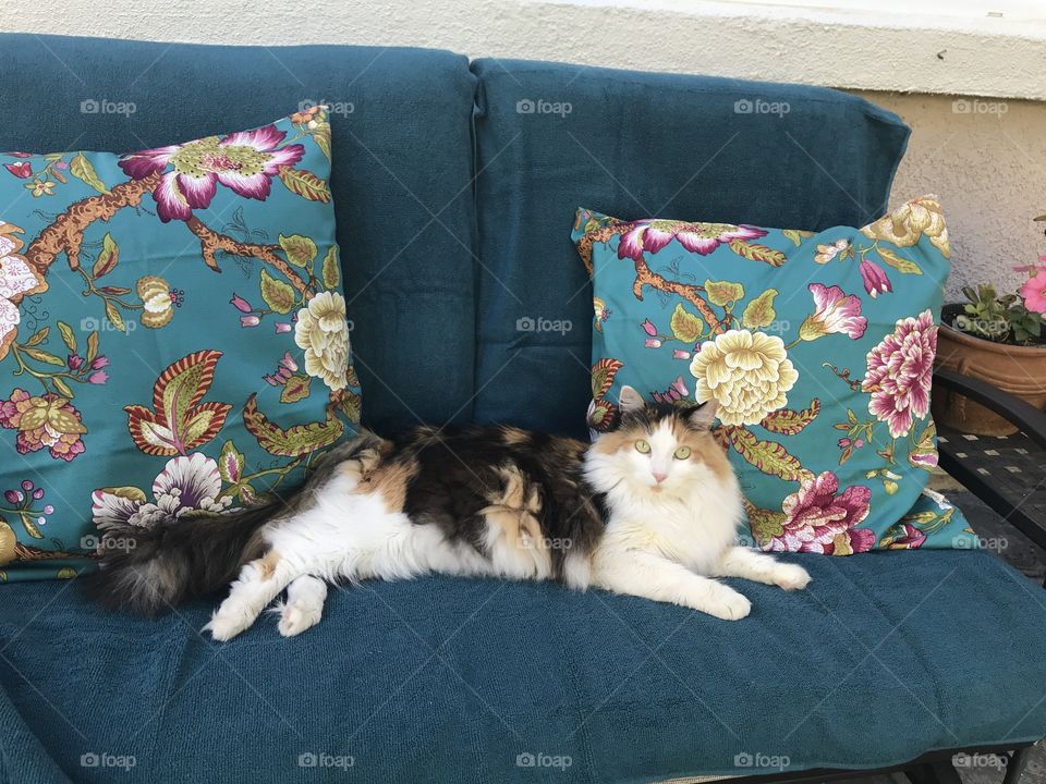Calico cat on outdoor cushions 