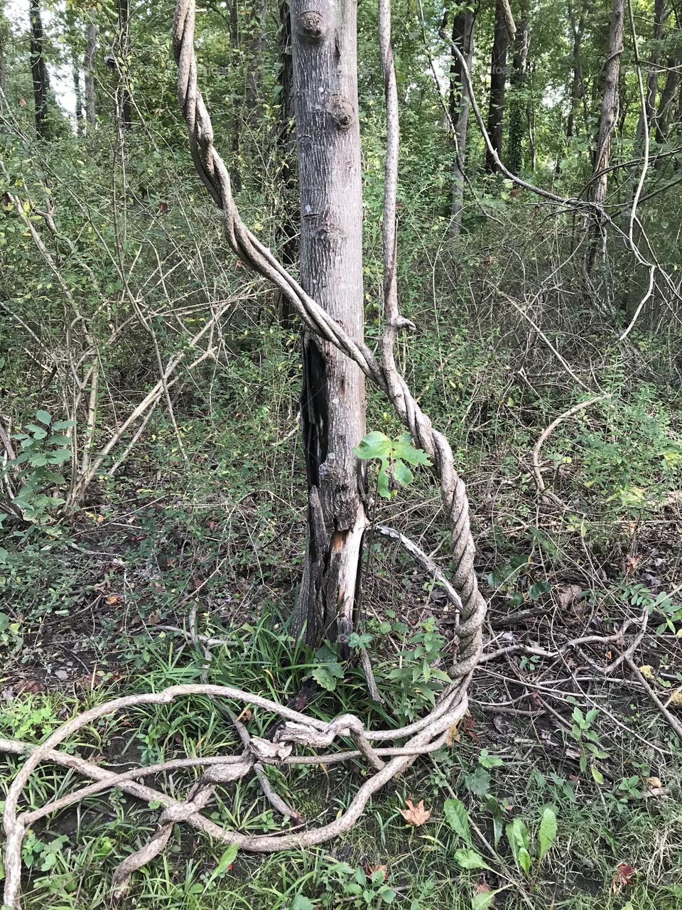 a tree with a twist. king and queen seat, MD