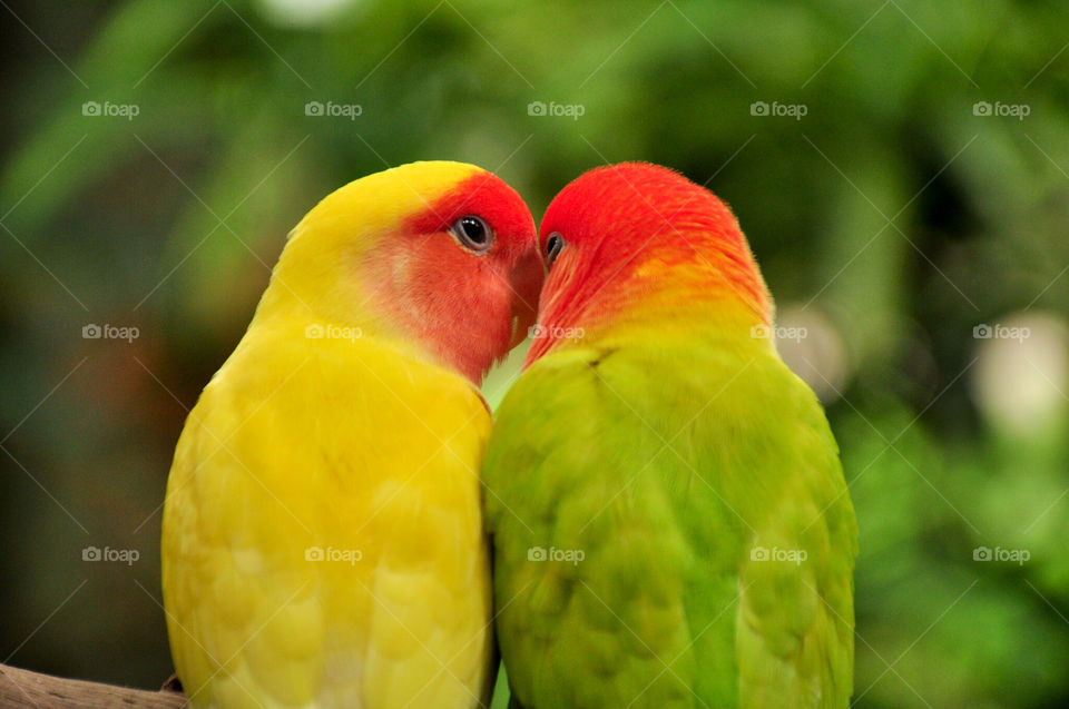Parrot background