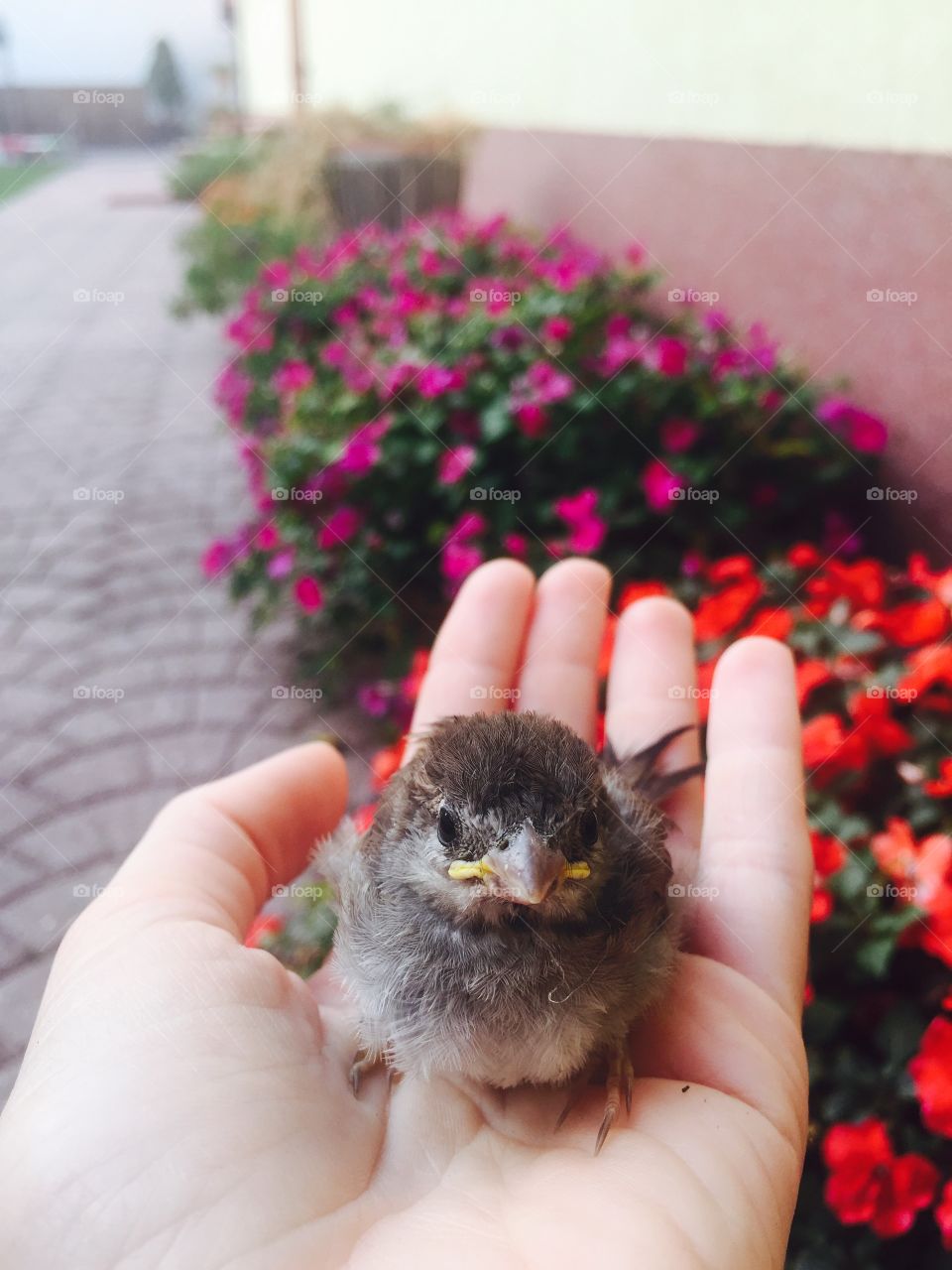 Little bird on the hand