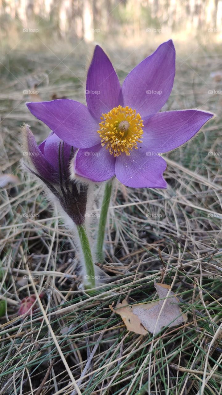 (dream grass) Pulsatilla patens