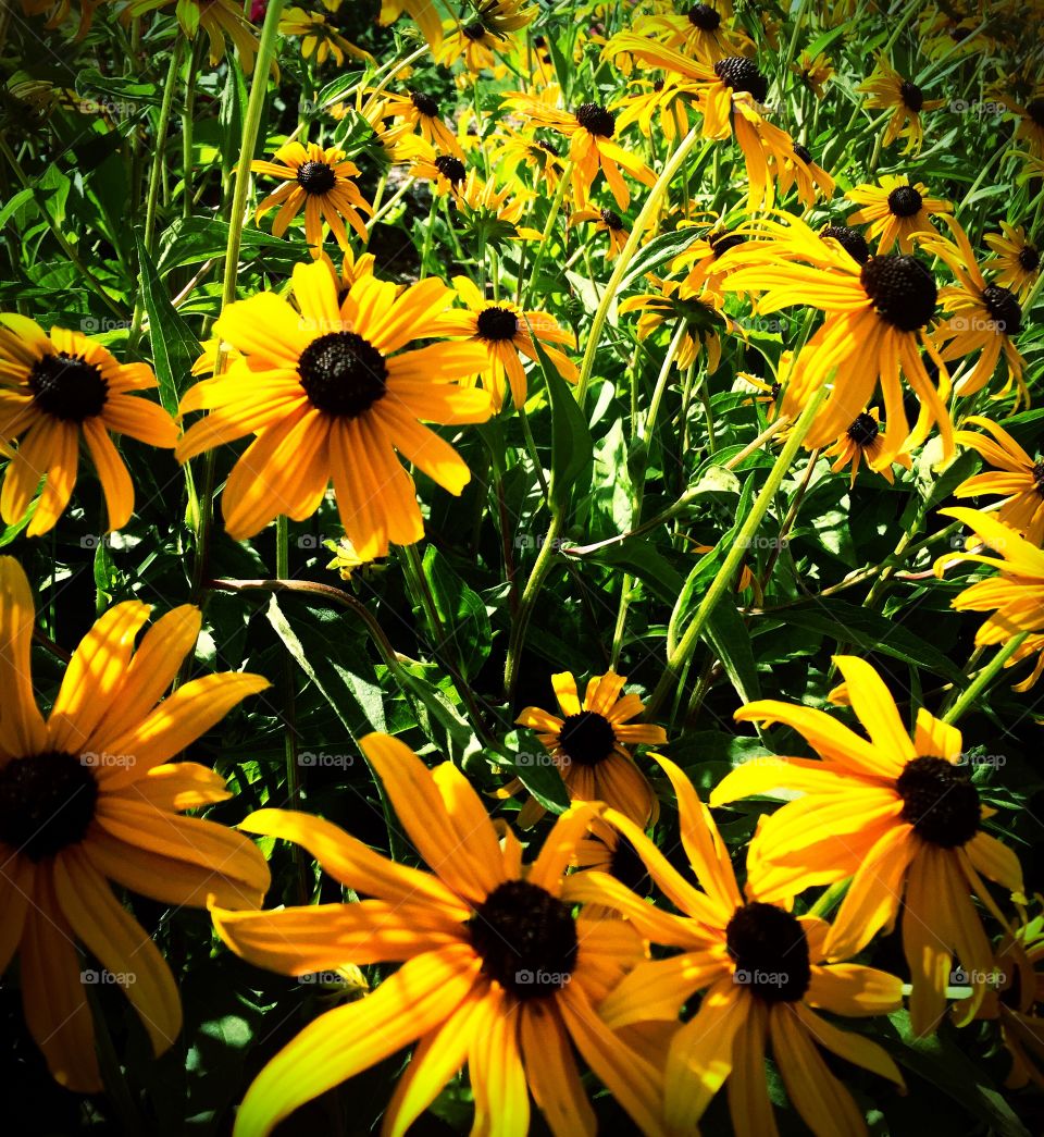 Black-Eyed Susans