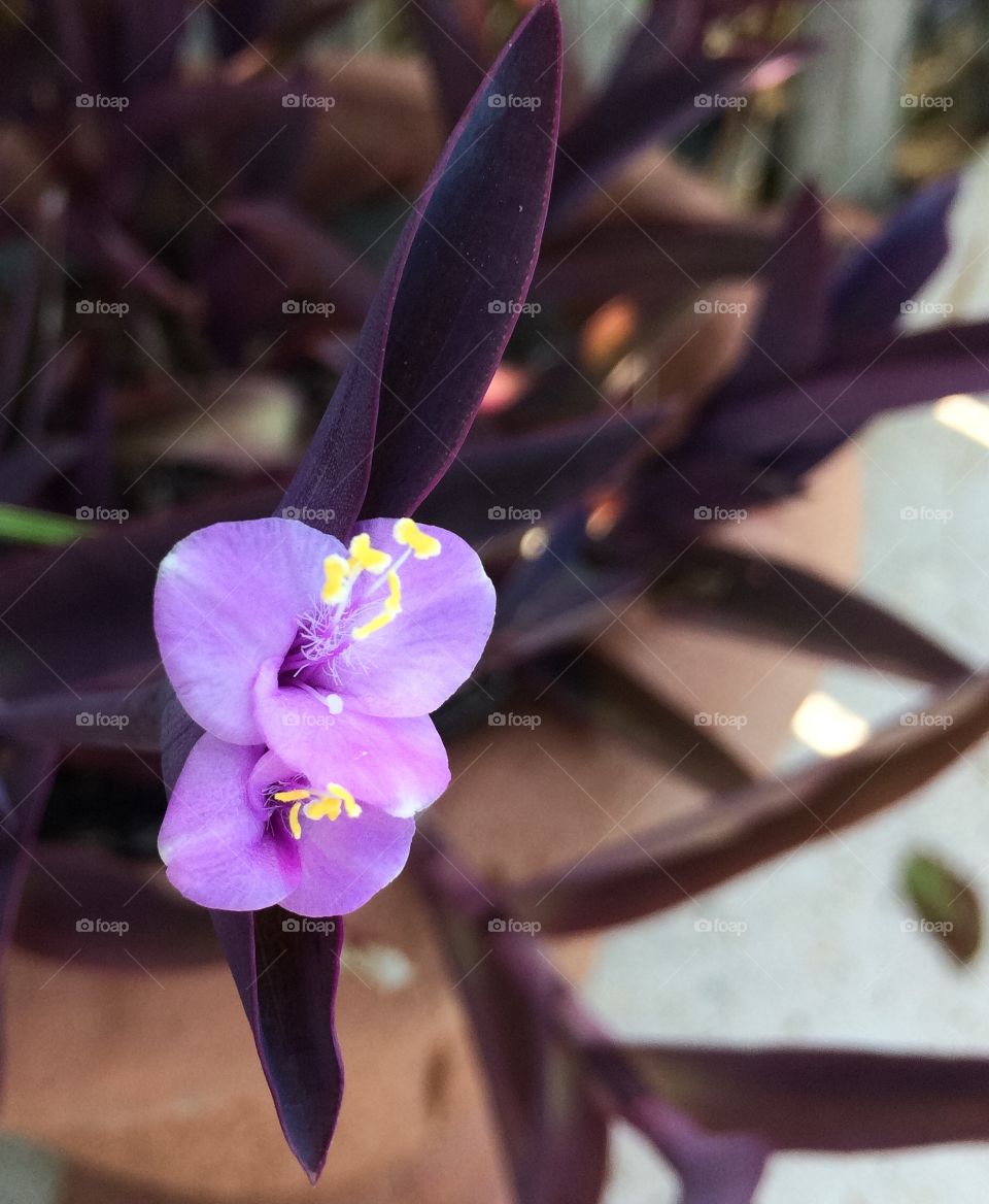 Purple flower 