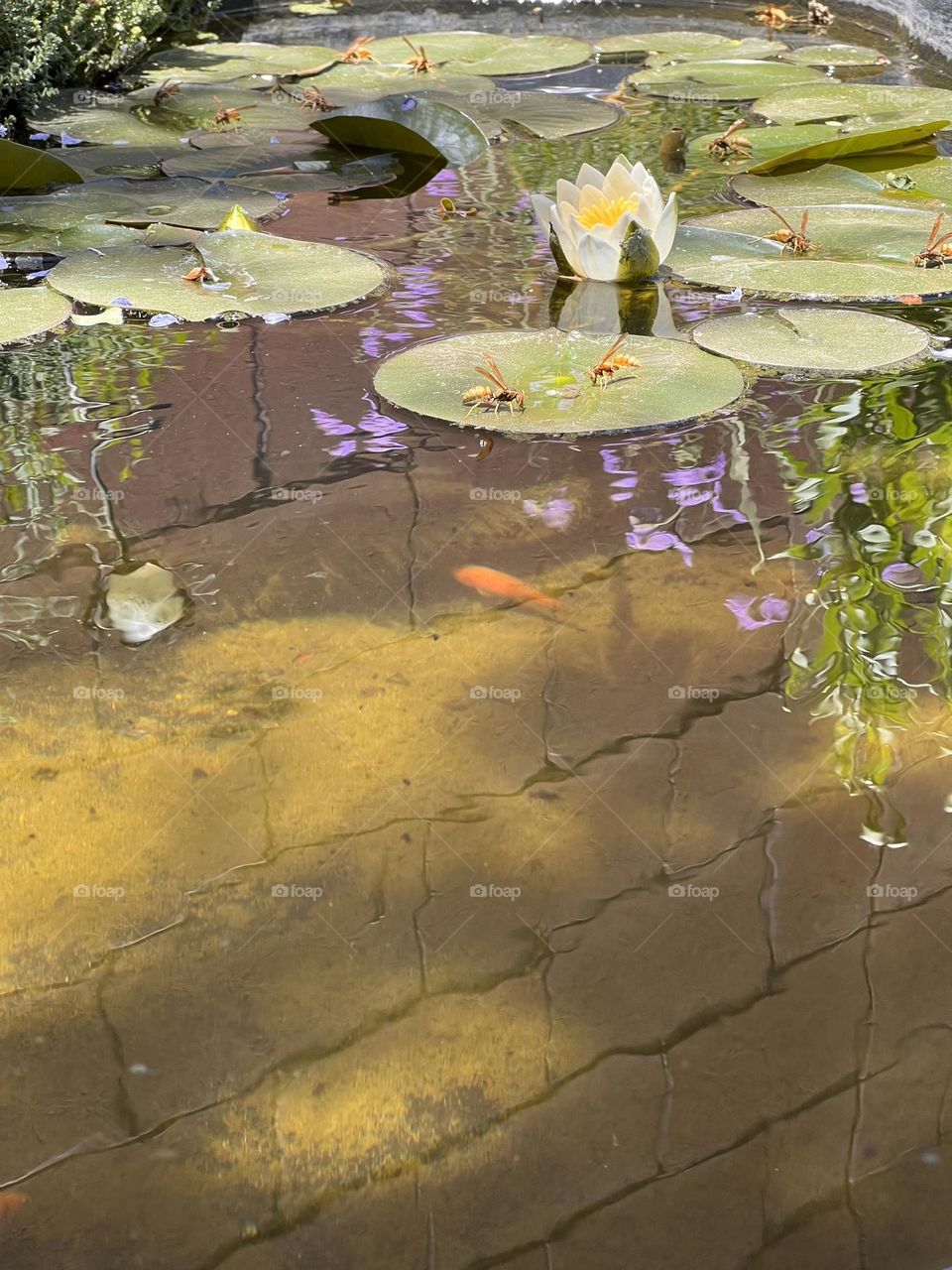 First Water Lily Bloom of the year in a backyard pond from a "frog's perspective". 