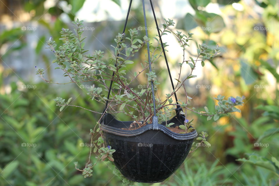 Selective view of hanging pot