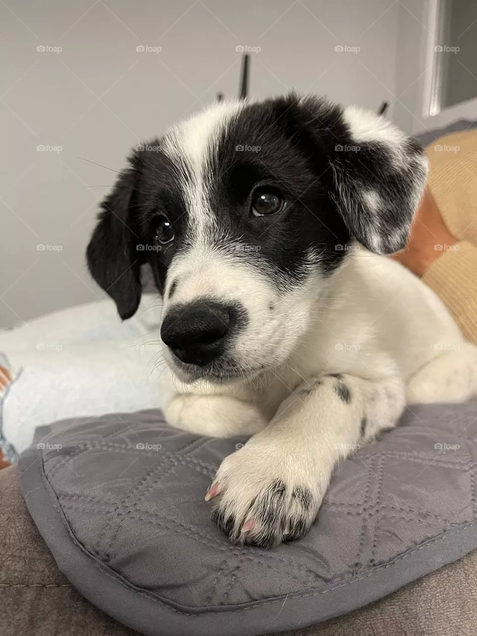puppy