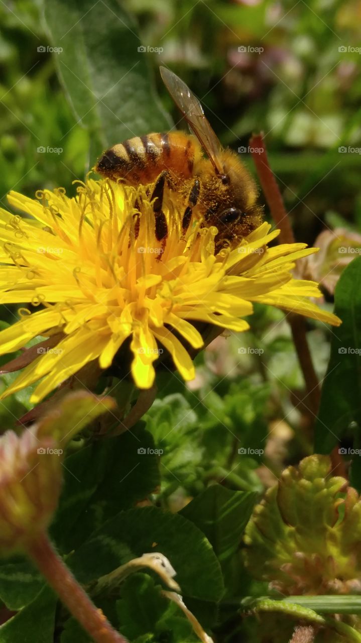 Spring Time Bee Time
