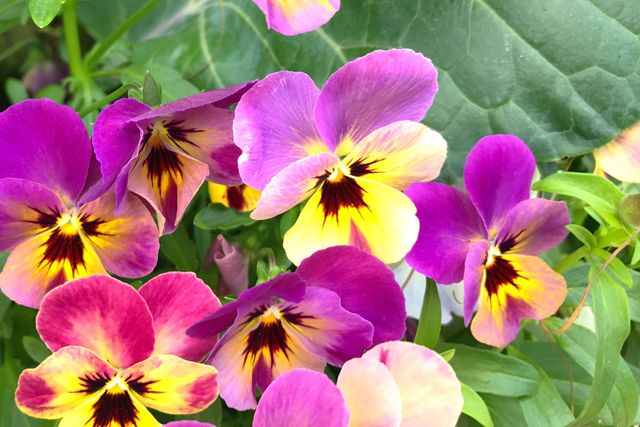 Spring's beauty