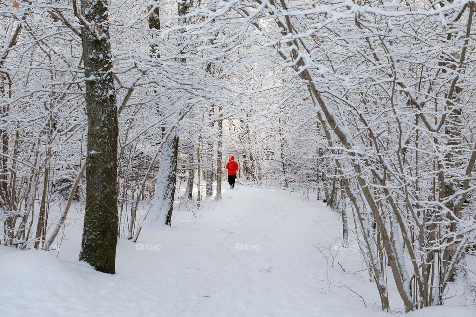 Person with red jacket walking in an alley of snow covered trees and branches in the forest on a cold winter day 