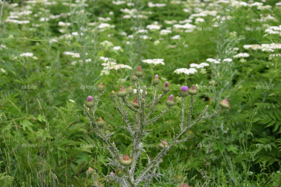 flower field