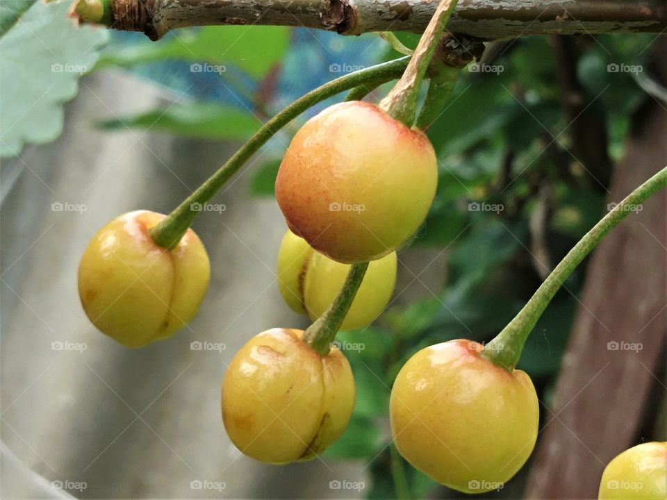 Fruits