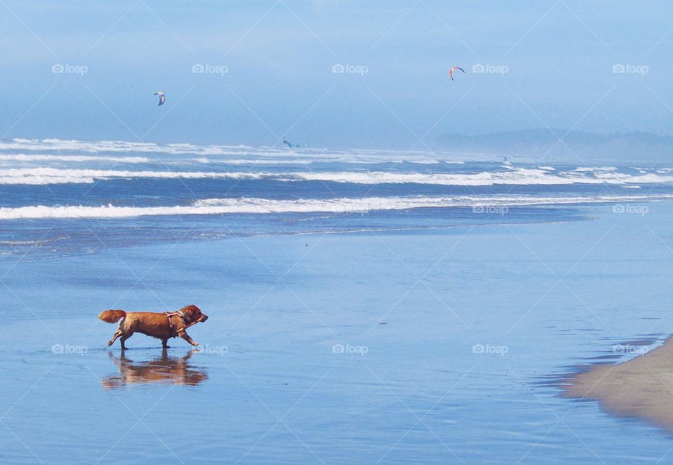 Beachin’ Pup