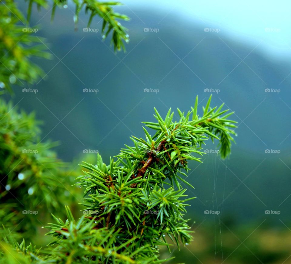 Arasbaran forests-Iran